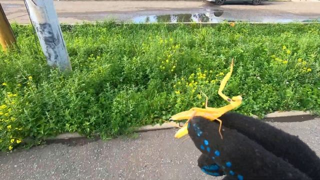 Изменение климата. Есть ли богомолы в Сибири