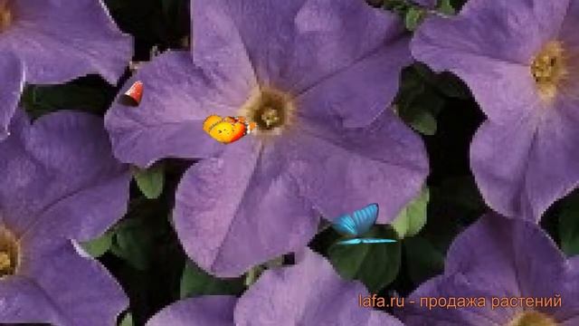 Петуния грандифлора Дримс Скай Блю ? обзор: как сажать, семена петунии Дримс Скай Блю смотреть онлайн