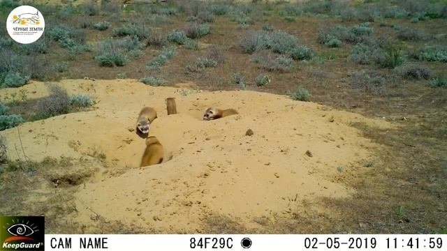 Приоткрывая заповедные двери... Выводок степных хорьков