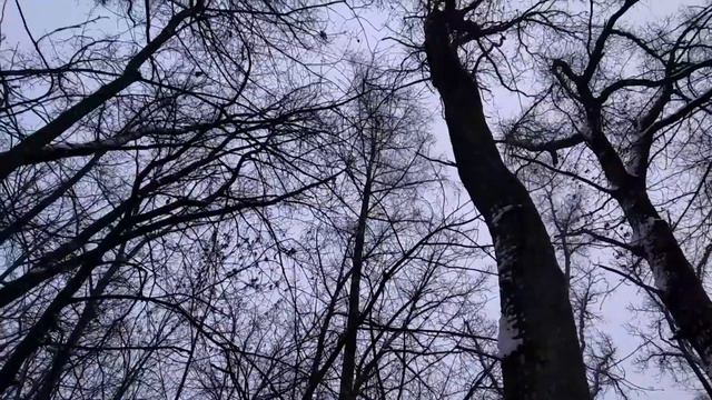 Охота на куницу с лайкой . Дубль . смотреть онлайн