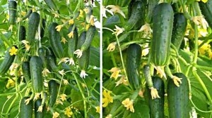 Гибрид огурцов - Пучковое великолепие. Гениальный маркетинговый ход, рассказываю как нас обманывают!