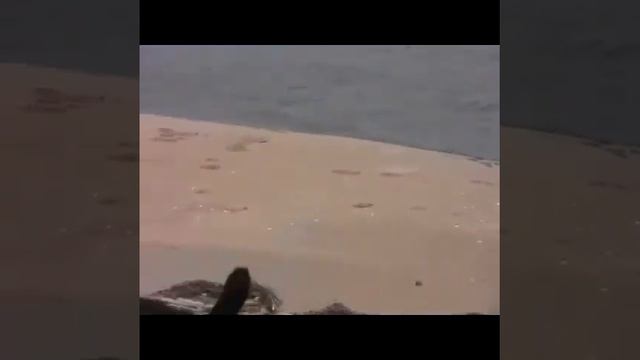 Banjo birthday workout at beach смотреть онлайн