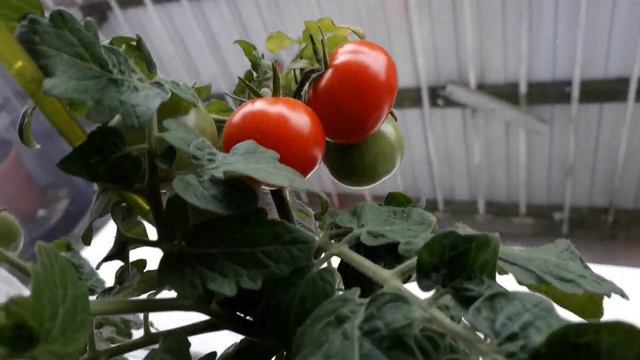 Помидоры можно выращивать и дома! смотреть онлайн