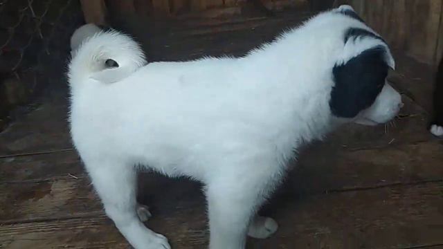 Растём 1,5 месяца!!!