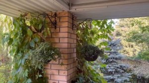 Традесканция Гибазис Фата невесты Bridal Veil🌸