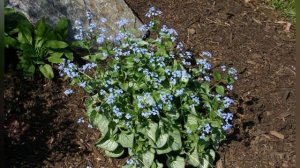 БРУННЕРА, или  НЕЗАБУДОЧНИК  (BRUNNERA)  сем. Бурачниковые