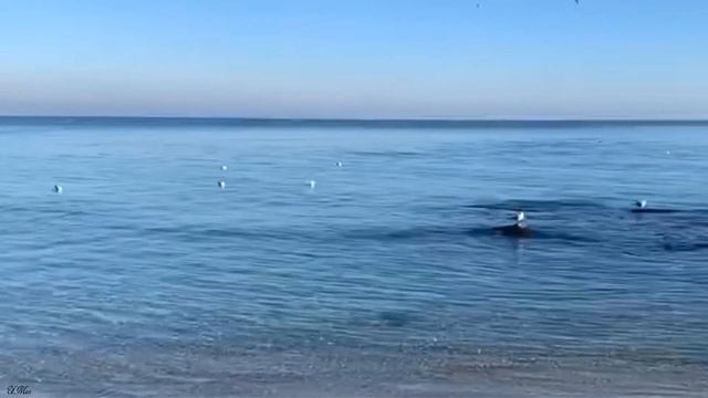 Море Чёрное с криком чаек и шумом волн. Декабрьская видео зарисовка. смотреть онлайн