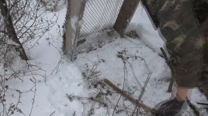 ТОП зимняя ловушка на фазана. Ловля фазана живым. Живоловушка. Ка поймать неуловимого...