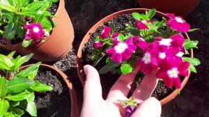 1 июня .Как живет деревня, день теплый , на конец то весна , хотя уже начало лета. Как у вас погода.