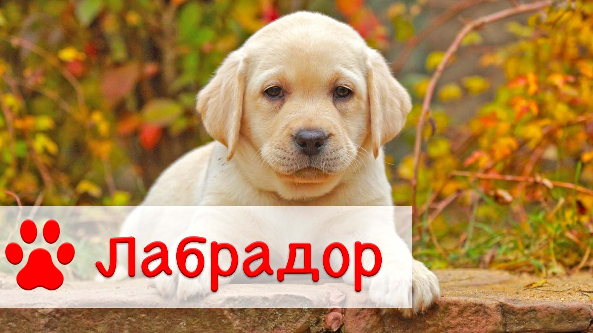 Лабрадор ретривер | Все о породе собак Лабрадор смотреть онлайн