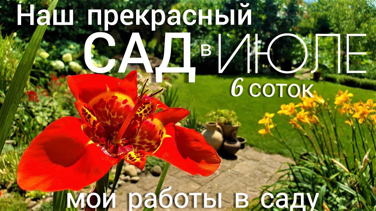 Наш прекрасный САД в ИЮЛЕ . Приглашаю на прогулку + мои садовые работы: подкормки , обработки.