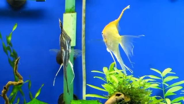 Ее величество скалярка смотреть онлайн