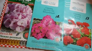 Пеларгония из семян// Как вырастить пеларгорию//Сортовые герани