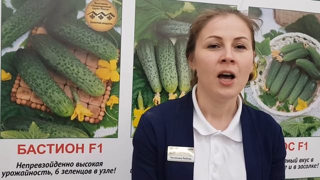 Ранний урожайный гибрид огурца для пленочных теплиц -Бастион F1 смотреть онлайн