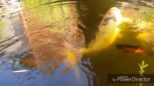 Карп кои в пруду. Ручная рыбка. Мой друг большой Рыб?