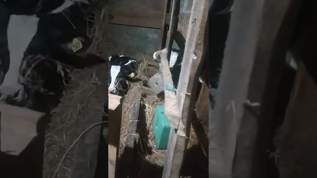 Вздутие у телят//бычков//крс,лечения профилактика смотреть онлайн