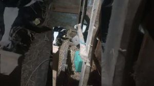 Вздутие у телят//бычков//крс,лечения профилактика