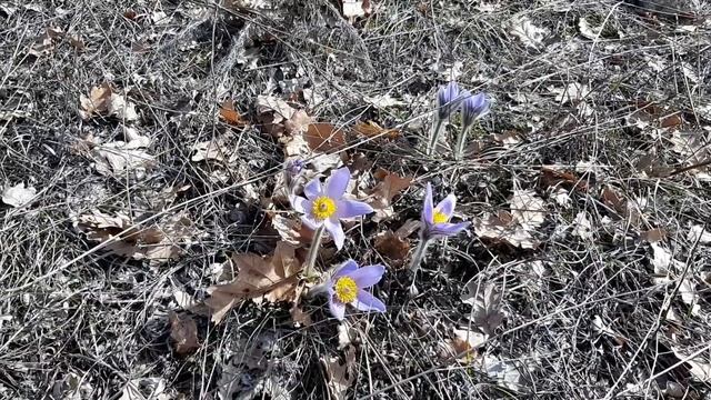Pulsatilla grandis (Сон великий) і Adonis vernalis (Горицвіт весняний)?? March 14'2020 смотреть онлайн