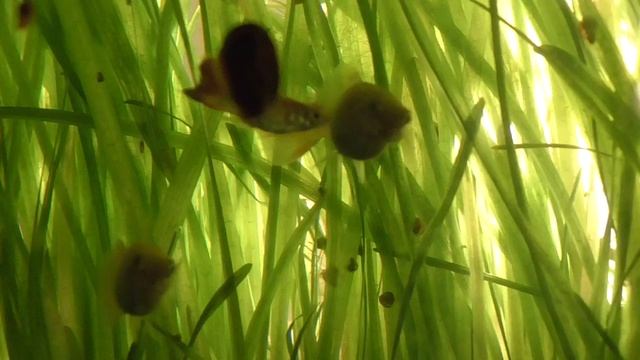 Аквариум с водорослями, светлые гуппи смотреть онлайн