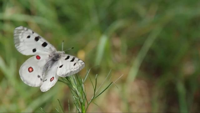 Аполлон.  Apollo