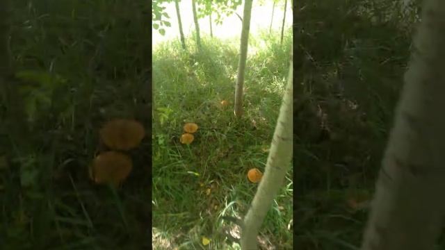 *Алтайский край*грибы ? Подтопольники ? смотреть онлайн