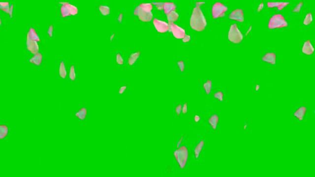 Футаж Сакура