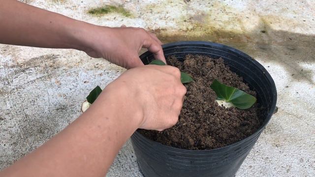 I bred Anthurium from only 1 leaf смотреть онлайн