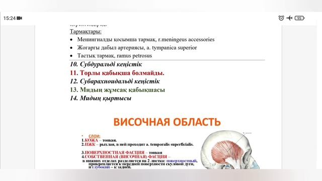 Бас ми бөлігі топографиялық анатомиясы/2 бөлім/ Самай және емізік тәрізді аймақ