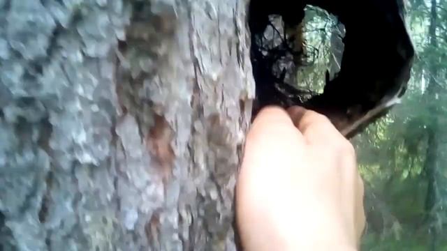 установка капкана на куницу,соболя и норку#6 нившарский способ смотреть онлайн