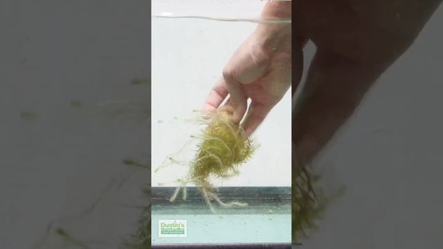 MAYACA VANDELLI Aquarium Plant For Sale смотреть онлайн