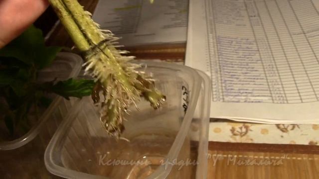 ВЫРАЩИВАЕМ ИЗ СТАРЫХ СЕМЯН. (часть 3) ВЕРШКИ И КОРЕШКИ. смотреть онлайн