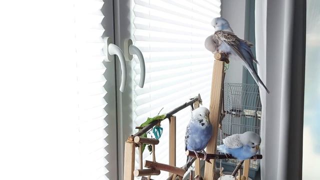 Учим попугая говорить "Красивый попугайчик" смотреть онлайн