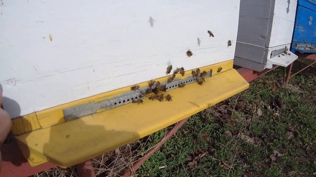 Поперло!!! Зацвел Абрикос смотреть онлайн