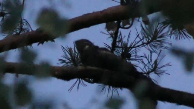 Обыкновенный козодой Caprimulgus europaeus смотреть онлайн