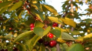 Чудо-Вишня Дюк гибрид вишни и черешни