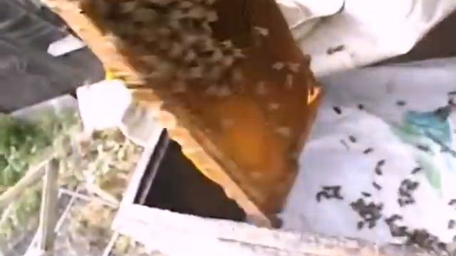 формирую сборные отводки пчел в августе сентябре смотреть онлайн