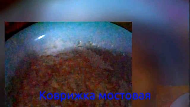 Коврижка мостовая..