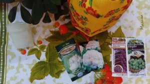 Сроки посева цветной капусты Урал и Западная Сибирь