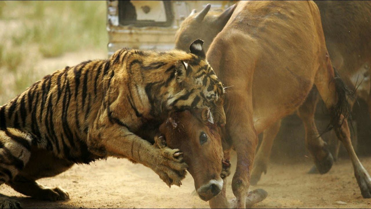 ТИГР В ДЕЛЕ! Полосатый Император против медведей, крокодилов, слонов и даже львов! смотреть онлайн