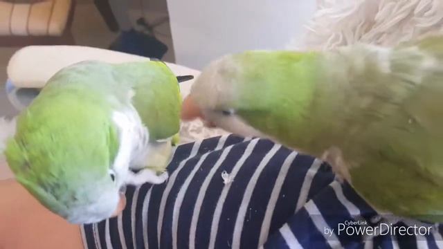 КАК ПРИРУЧИТЬ ПОПУГАЯ МОНАХА КВАКЕРА (ЧАСТЬ 2) / How to tame an adult parrot to hand? смотреть онлайн