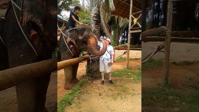 Кормление слона смотреть онлайн