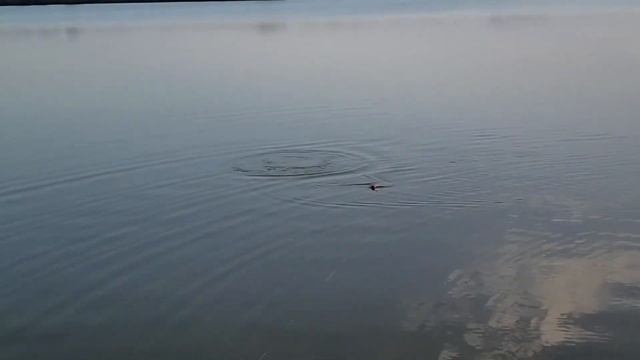 Рыбалка в Овощном смотреть онлайн