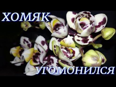 №417/ Ох и НАКУПИЛА!!! ХОМЯК угомонился