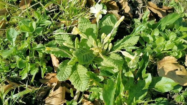 How to grow Primrose смотреть онлайн