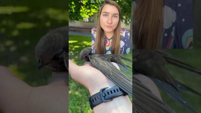 Нашли стрижа? смотреть онлайн