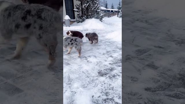 Зимняя прогулка малышей миниаусси ) смотреть онлайн