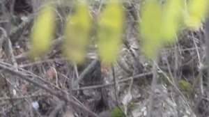 Сбор грибов - гриб вешенка