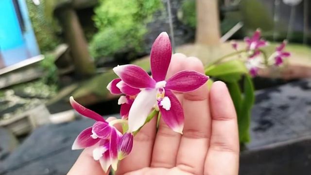Phalaenopsis Speciosa 'Red Star'
