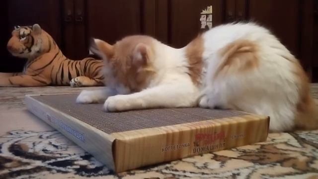 Кошка и когтеточка смотреть онлайн