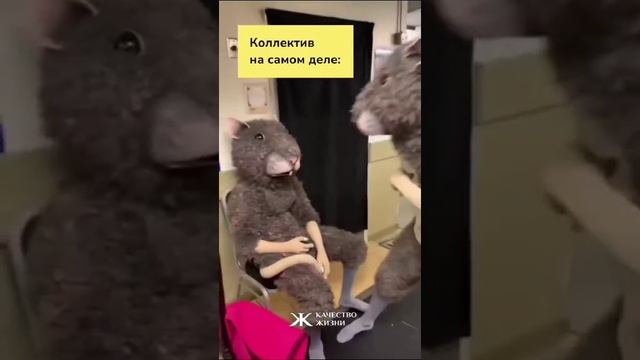 коллектив на работе. Ожидание и реальность